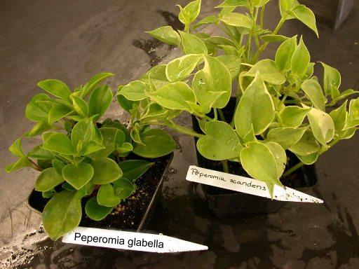 Encyclopedia of house plants. Peperomia glabella , Peperomia scandens, 